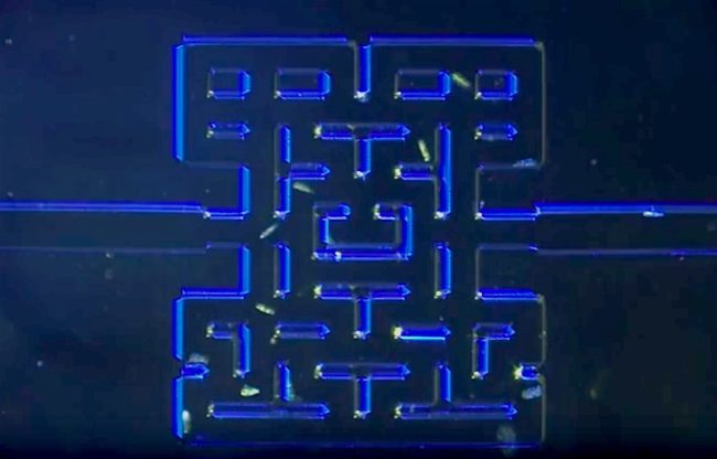 Sciences : Ils recréent Pac-Man avec des micro-organismes | Clickpresse ...